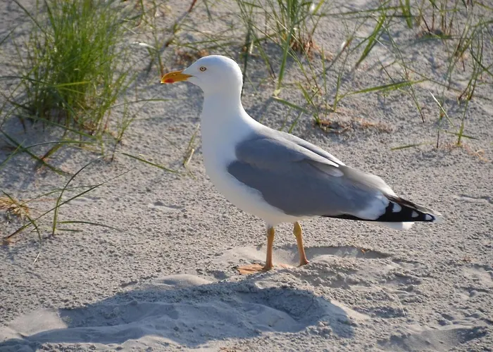 アパート Birkenstr_21 C _strandtraum_ ツィングシュト